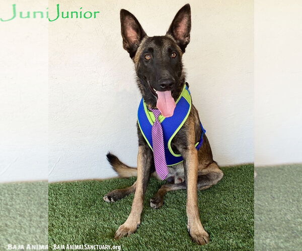 Medium Photo #1 Mutt Puppy For Sale in San Diego, CA, USA
