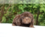 Small #15 ShihPoo