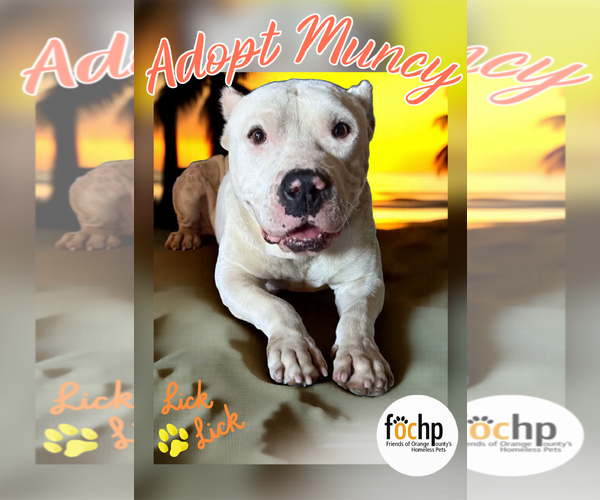 Medium Photo #1 American Pit Bull Terrier Puppy For Sale in Menifee, CA, USA