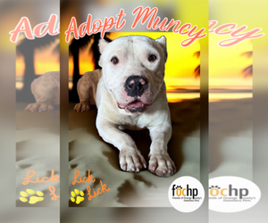 American Pit Bull Terrier Dogs for adoption in Menifee, CA, USA