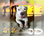 Small American Pit Bull Terrier