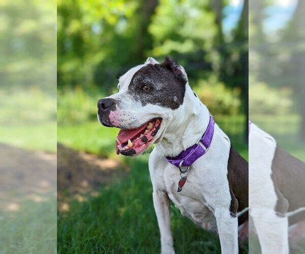 Medium Photo #3 American Pit Bull Terrier-Unknown Mix Puppy For Sale in Landenberg, PA, USA