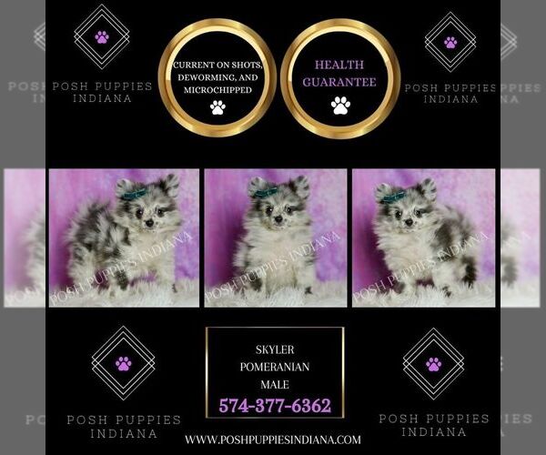 Medium Photo #35 Pomeranian Puppy For Sale in WARSAW, IN, USA