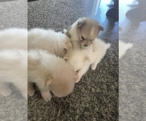 Bichon-A-Ranian-Pomeranian Mix Puppy for sale in SUNNYVALE, CA, USA
