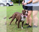 Small #5 Lab-Pointer