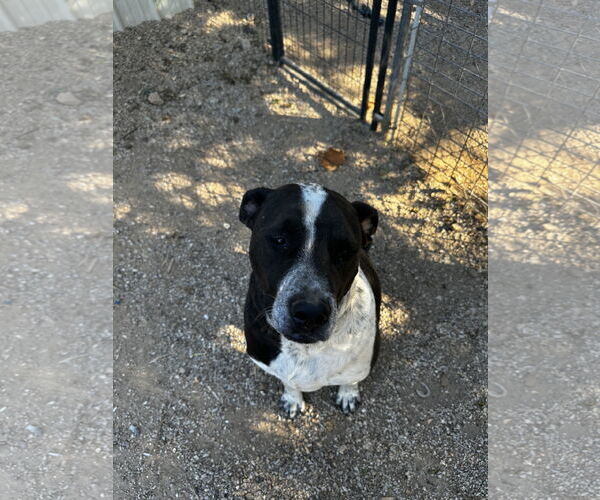 Medium Photo #17 Labrador Retriever-Red Heeler Mix Puppy For Sale in Stover, MO, USA