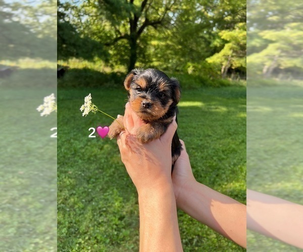 Medium Photo #2 Yorkshire Terrier Puppy For Sale in DES PLAINES, IL, USA