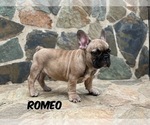 Small #4 French Bulldog