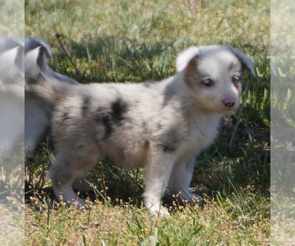 Medium Photo #1 Border Collie Puppy For Sale in DOUGLASS, KS, USA