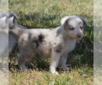 Small Photo #1 Border Collie Puppy For Sale in DOUGLASS, KS, USA