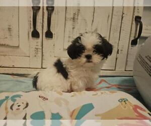 Shih Tzu Puppy for Sale in CONROE, Texas USA