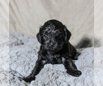 Small Photo #8 Schnoodle (Miniature) Puppy For Sale in AURORA, CO, USA
