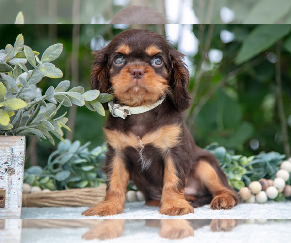 Medium Photo #16 Cavalier King Charles Spaniel Puppy For Sale in SALEM, IN, USA