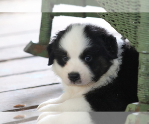 Australian Shepherd Puppy for sale in BELOTT, TX, USA