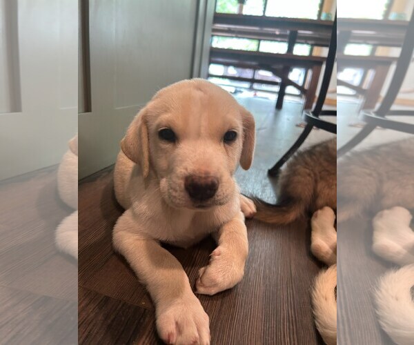 Medium Photo #1 Labrenees Puppy For Sale in Winter Park, CO, USA