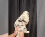 Small #2 Australian Shepherd