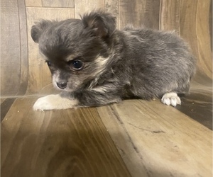 Chihuahua Puppy for sale in EDWARDSBURG, MI, USA