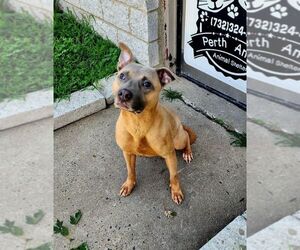 Waldo - Male American Staffordshire Terrier-Unknown Mix Dog for Adoption - Photo #3