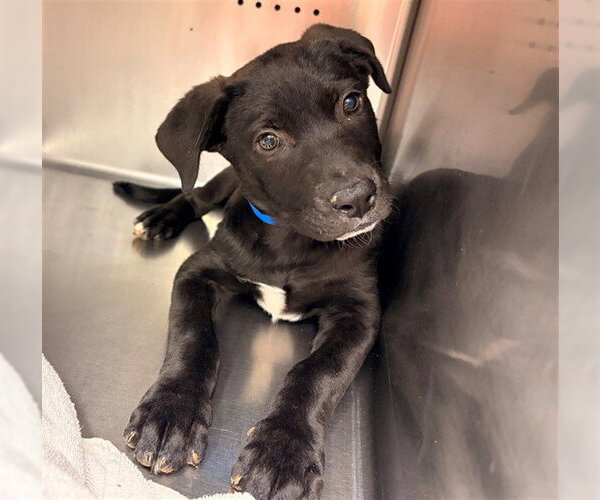 Medium Photo #1 Labrador Retriever Puppy For Sale in Rancho Cucamonga, CA, USA