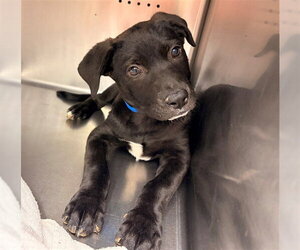 Labrador Retriever Dogs for adoption in Rancho Cucamonga, CA, USA