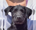 Small Irish Wolfhound Mix