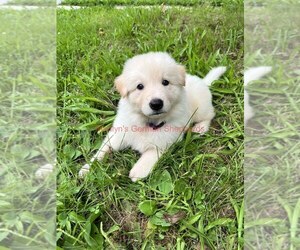German Shepherd Dog Puppy for Sale in PIEDMONT, Missouri USA