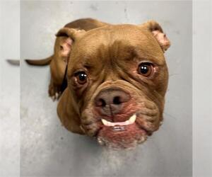 Boxer-Unknown Mix Dogs for adoption in Peoria, IL, USA