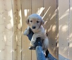 Puppy Purple girl Golden Retriever