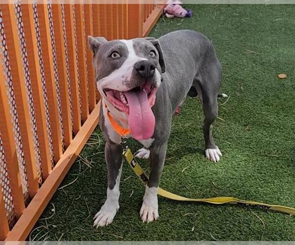 Medium Photo #1 American Pit Bull Terrier-Unknown Mix Puppy For Sale in Las Vegas, NV, USA