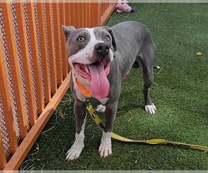 American Pit Bull Terrier-Unknown Mix Dogs for adoption in Las Vegas, NV, USA