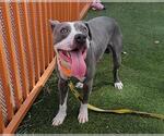 Small American Pit Bull Terrier Mix