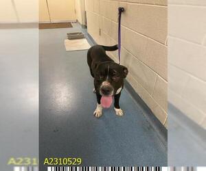 American Pit Bull Terrier Dogs for adoption in West Palm Beach, FL, USA