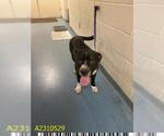 Small American Pit Bull Terrier
