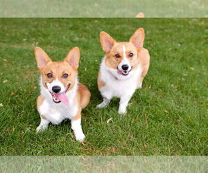 Mutt Dogs for adoption in Denver , CO, USA