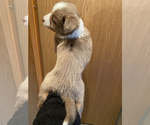 Small Photo #5 Border-Aussie Puppy For Sale in DAVENPORT, FL, USA