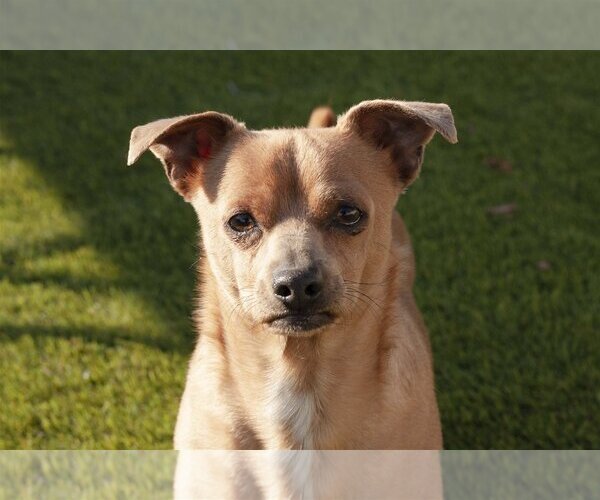Medium Photo #5 Chihuahua-Unknown Mix Puppy For Sale in La Verne, CA, USA