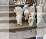 Small Photo #68 Aussie-Poo-Goldendoodle Mix Puppy For Sale in COMMERCE, MI, USA