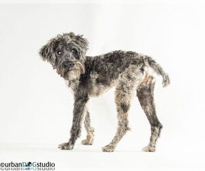 Pretzel - M - Male Mutt Dog for Adoption - Photo #2