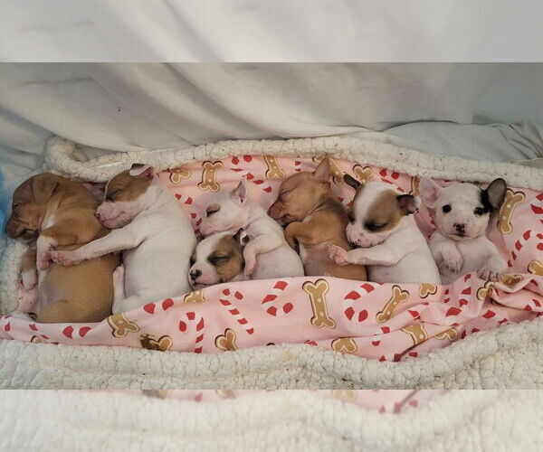 Medium Photo #3 Jack Chi Puppy For Sale in Aurora, IN, USA