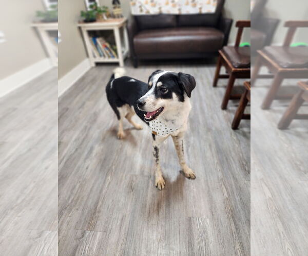 Medium Photo #5 Border Collie-Unknown Mix Puppy For Sale in Emmett, ID, USA