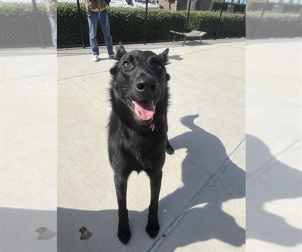 Medium Photo #1 Mutt Puppy For Sale in Elk Grove, CA, USA