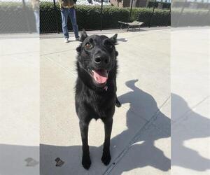 Mutt Dogs for adoption in Elk Grove, CA, USA