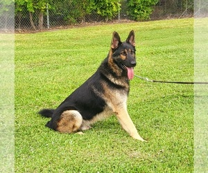 German Shepherd Dog Puppy for sale in BEAUMONT, TX, USA