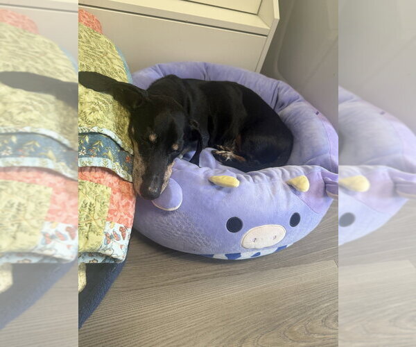 Medium Photo #4 Dachshund-Unknown Mix Puppy For Sale in Mooresville, NC, USA