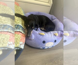 Gus - Male Dachshund-Unknown Mix Dog for Adoption - Photo #4