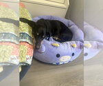 Small Photo #4 Dachshund-Unknown Mix Puppy For Sale in Mooresville, NC, USA