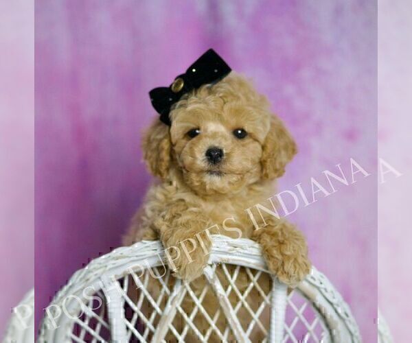 Medium Photo #7 Poodle (Toy) Puppy For Sale in WARSAW, IN, USA
