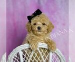 Small #6 Poodle (Toy)