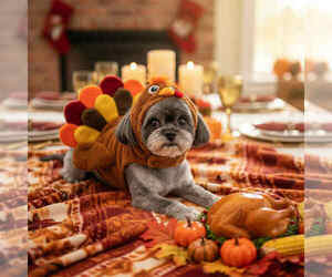 Shih Tzu-Unknown Mix Dogs for adoption in Crystal, MN, USA