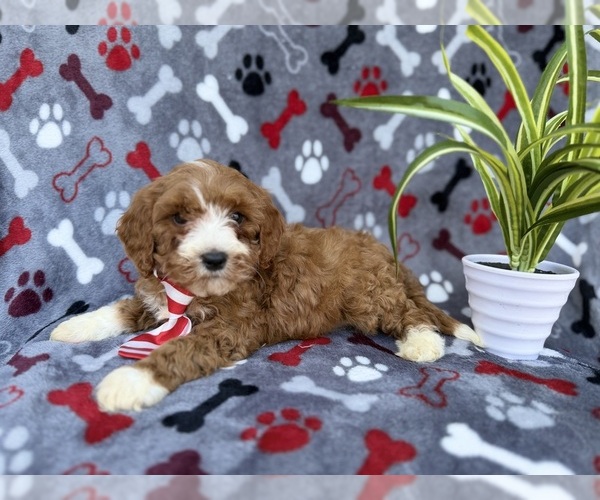 Medium Photo #1 Cavapoo (Miniature) Puppy For Sale in LAKELAND, FL, USA